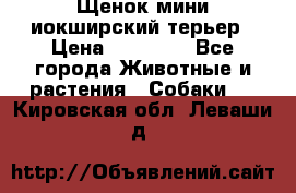 Щенок мини иокширский терьер › Цена ­ 10 000 - Все города Животные и растения » Собаки   . Кировская обл.,Леваши д.